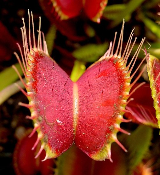 The open trap of Dionaea muscipula, note the small trigger hairs on the inside of the mouth.