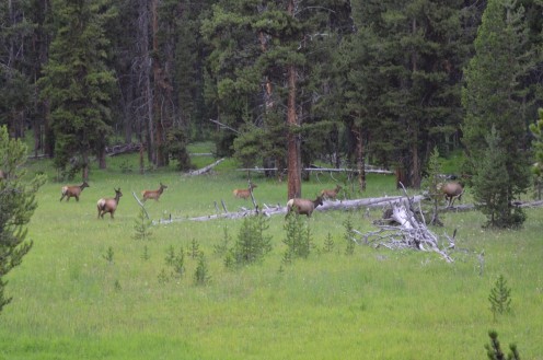 The Native american term is Waapiti. Which translates to "white rump."  Such beautiful creatures, these elk are!