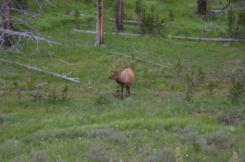 This bull elk was amazing to see as close as we did.  