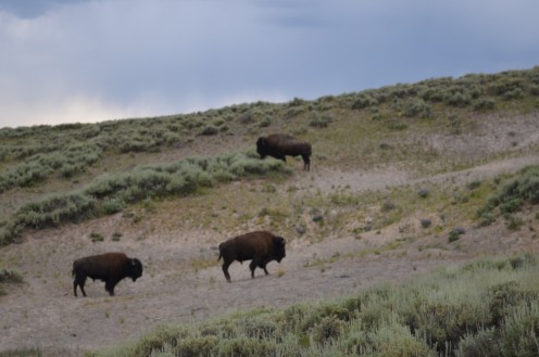 These bison were walking around, and grunting a lot!  