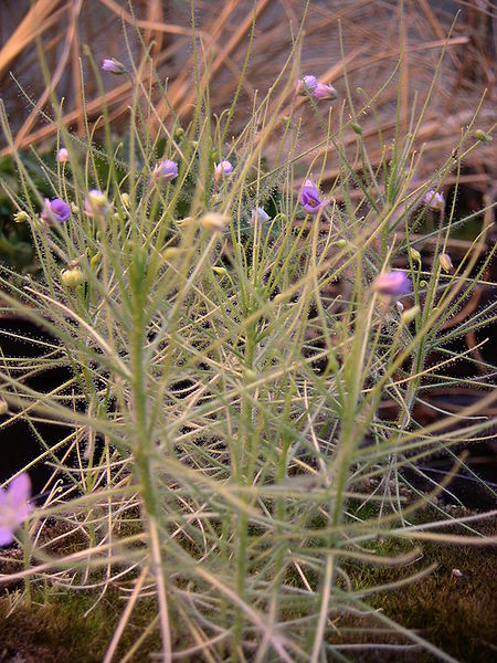 Byblis liniflora in flower.