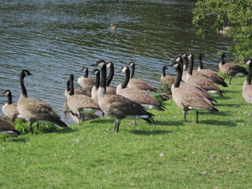 Canada Geese - photo by timorous