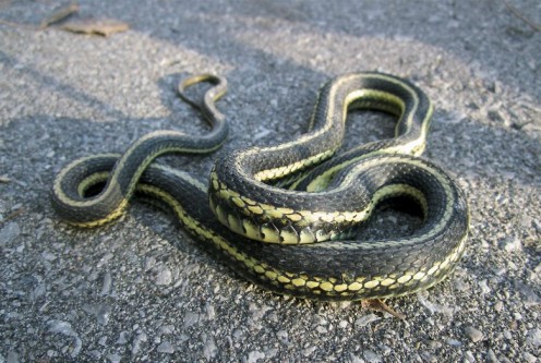 Garter Snake - photo by timorous