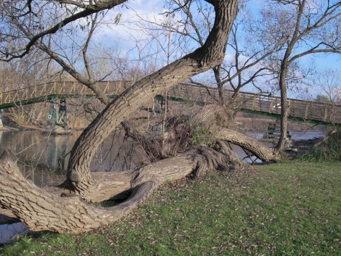 Another gnarly tree - photo by timorous