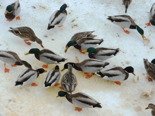 Mallard ducks in winter - photo by timorous