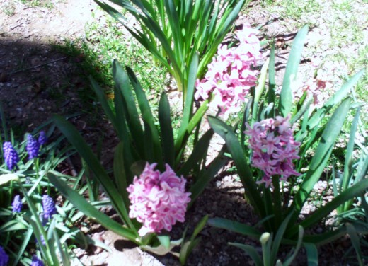 Pink hyacinths in spring.