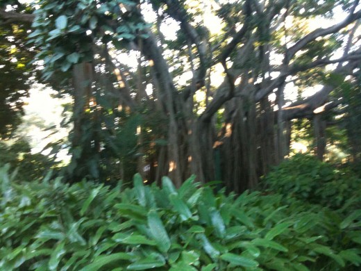 IMAGE14 another angle on a Fig Tree