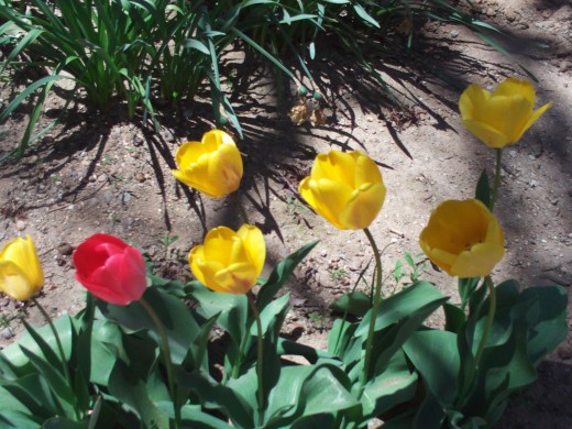 The red tulip with a cluster of yellow tulips.