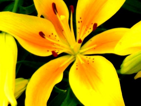 Golden Yellow lily