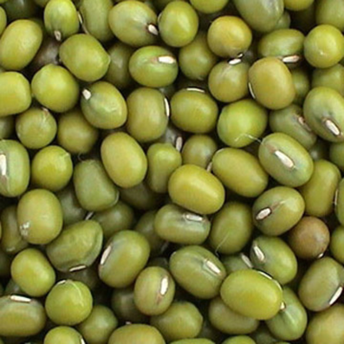 Green Mung Bean - also mungbean, mung, green or golden gram (Vigna radiata) Photo credits: hiwtc.com