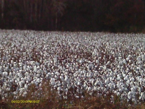 One of the many cotton fields I drive past on the back roads of North Carolina.