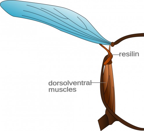  A crossection of an insects thorax showing the wings, dorsoventral muscles, and resilin.