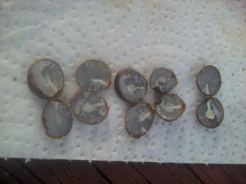 These are the seeds from only one persimmon!  It had multiple seeds (FIVE) and all the seeds had spoons!  Look out!