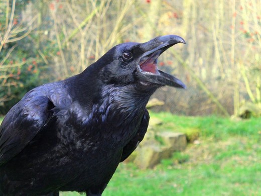 raven (Corvus corax)