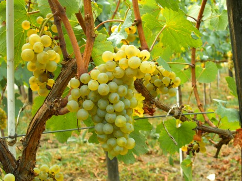 Pinot Cardonnay Grapes