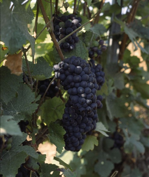 Pinot Meunier Grapes