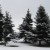 Like a frozen ballet, elegant trees dance in the wind. Like a frozen ballet, elegant trees dance in the wind.