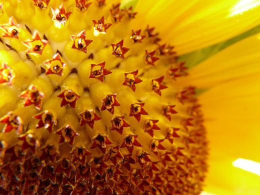 A close look at a sunflower