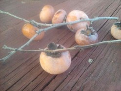 Winter Weather Predicted By A Persimmon Seed