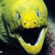 scubaman profile image