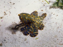 Interesting Blue ringed octopus facts