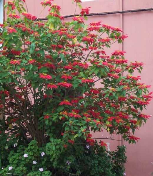 Poinsettias growing in Tenerife