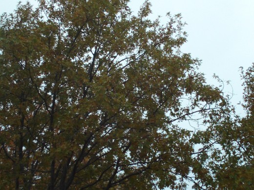 The canopy of oak leaves above.