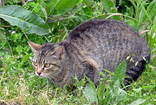 A feral cat is a descendant of a domesticated cat that has returned to the wild. It is distinguished from a stray cat, which is a pet cat that has been lost or abandoned, while feral cats are born in the wild; the offspring of a stray cat can be...