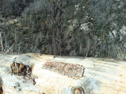 Looking down a steep cliff up in the San Bernardino Mountains.  Trees are visible on the hillside across the way.