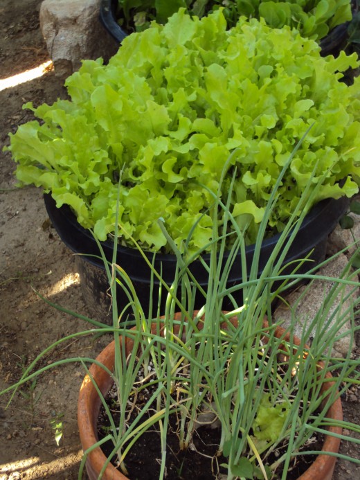 You can grow lettuce from seed in containers such as the one in the photograph.