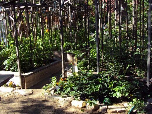 A view of the garden in late June.
