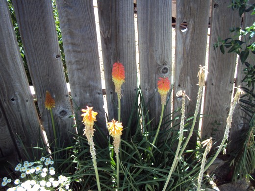 Fire poker flowers are also known as Kniphofia.