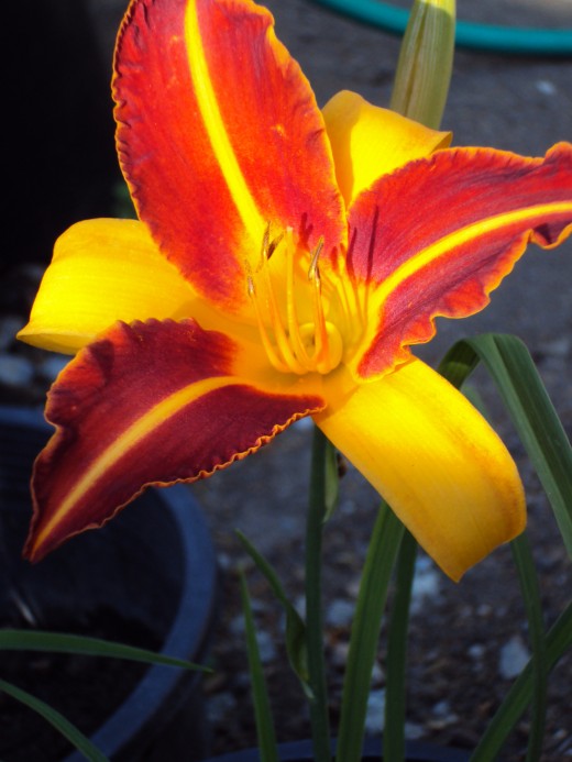 A burst of orange and red tones from a stargazer lily.