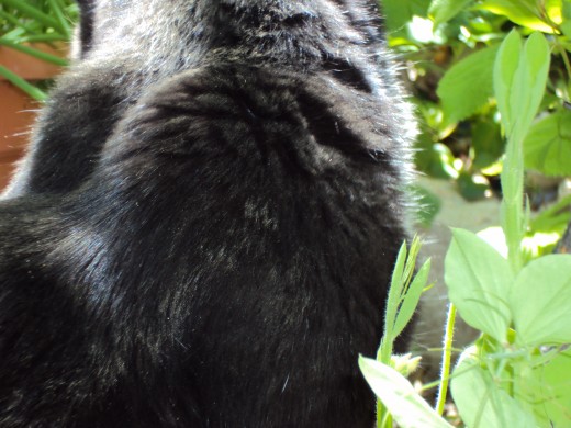 The beauty of Annie's fur in contrast to the greenery.