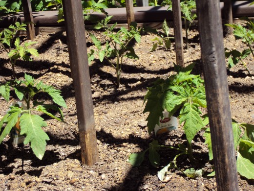 The tomato plants continue to grow up in the sunlight.