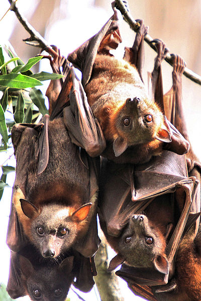 Bats, they may actually be watching you.  These cute little guys are called Little Red Flying Foxes (Pteropus scapulatus).