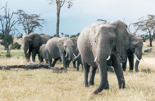 Elephants, not to be messed with.