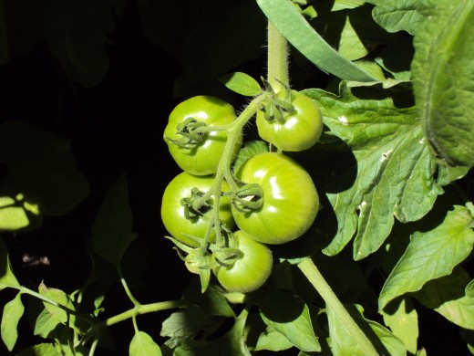 A cluster of tomatoes on the vine.