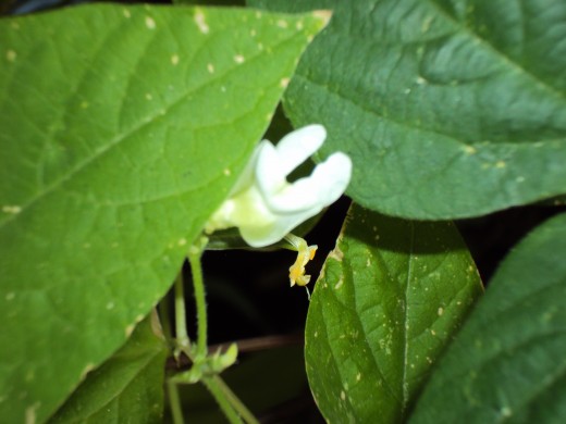 A blossom on a green bean plant.