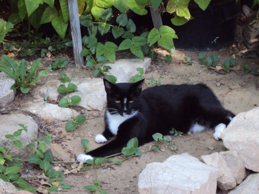 Annie cat on the garden path.