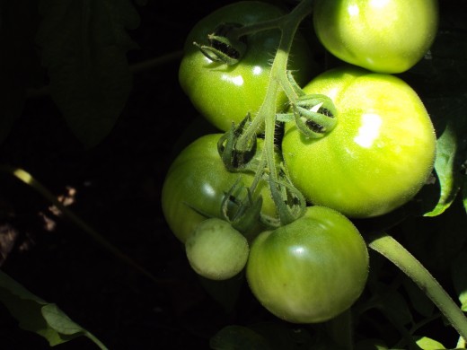 Shadows and highlights on the tomatoes hanging from the vine.