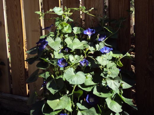 The morning glory is a beautiful mix of blue and violet colors.