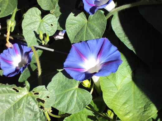 The closeup of a morning glory flower in bloom during the early hours of the morning sunlight.