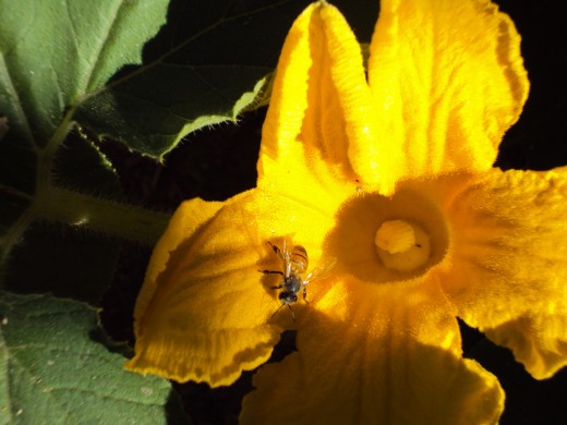 A yellow flower with a bee.