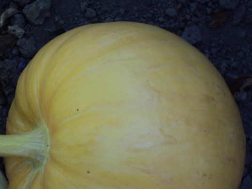 Closeup of the pumpkin