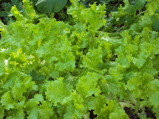 A lovely patch of lettuce.