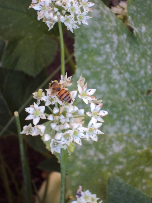 Bee pollinating a flower.