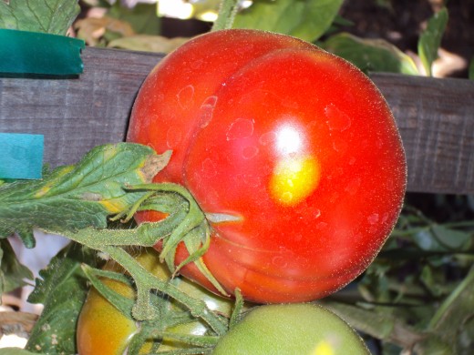 The vibrant red tomato will be ready to eat soon.