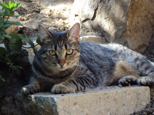 Sweety cat sitting on a rock in the garden.