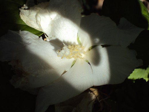 The light and the shadow on the white flower.